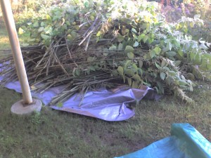 Photo of tarp with knotweed