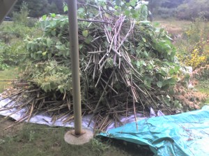 photo of knotweed on tarp