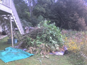 photo of knotweed on tarp