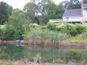 photo of phragmites and knotweed