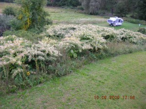 Photo of knotweed