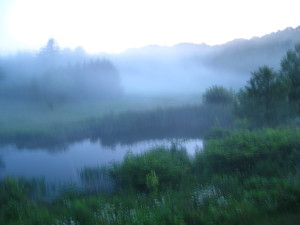 Photo of pond and phragmites