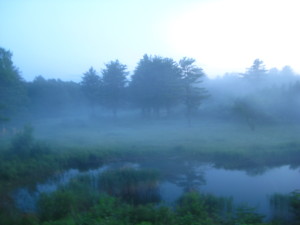 Photo of phragmites in pond