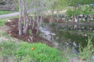 W end of pond, after