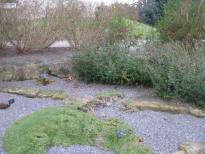 photo of rock mulch and plants