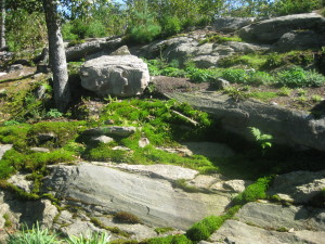 photo of rocks, moss