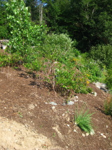 photo of little bluestem