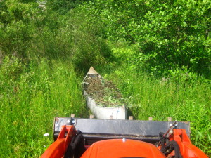 photo of canoe with weeds