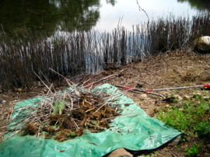 photo of tarp with phragmites