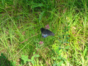 photo of swallowtail butterfly