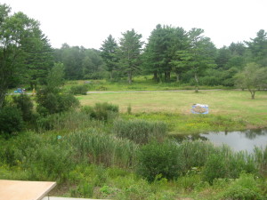 photo of phragmites