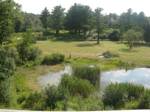 photo of phragmites