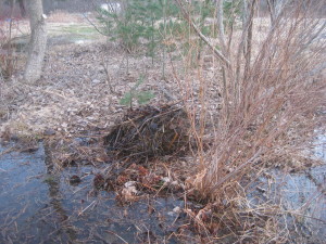 photo of dead phragmites