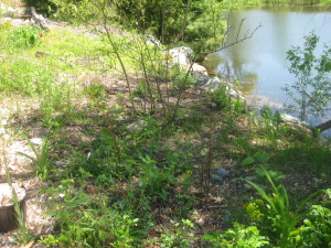 photo of dogwood, knotweed