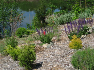 photo of plants on slope