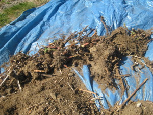 photo of rhizomes