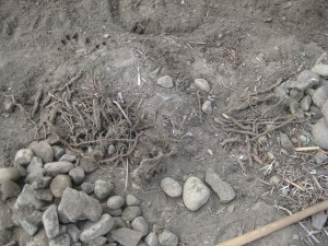 photos of gray rhizomes