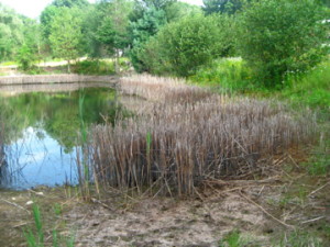 photo of phragmites