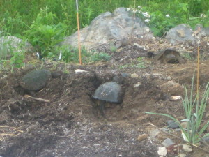 photo of turtles