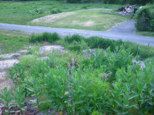 photo of milkweed