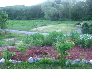 photo of redbud and osage orange