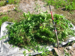 photo of weed pile