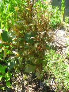 photo of knotweed resprout