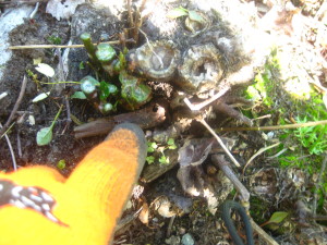 photo of knotweed stems