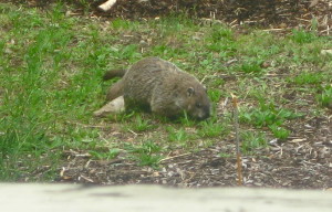 photo of groundhog