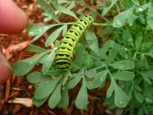 photo of caterpillar