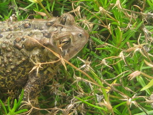 photo of frog