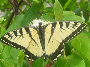 photo of butterfly