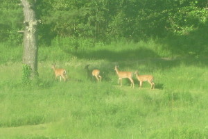 photo of deer