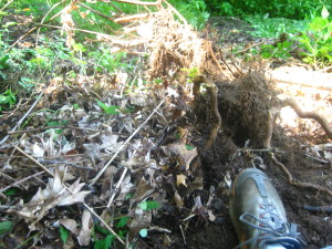 photo of roots