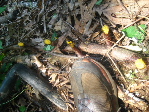 photo of buckthorn nodes