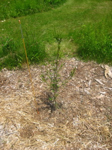 photo of arborvitae