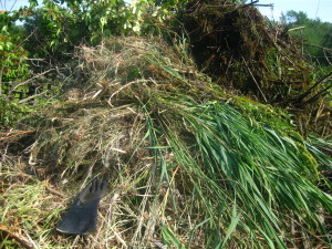 photo of brush pile