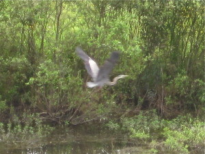 photo of great blue heron