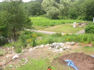 photo of slope with daisies