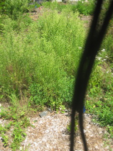 photo of horseweed