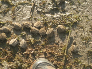 Photo of baby turtles