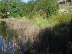 photo of phragmites again