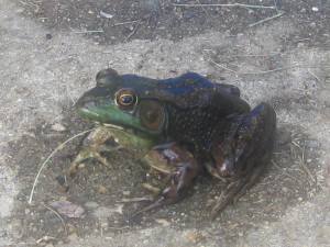 photo of frog