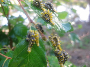 photo of sawfly larvae