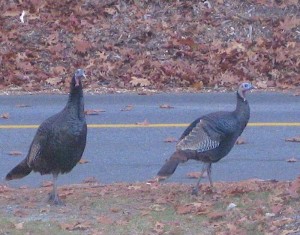 photo of turkeys