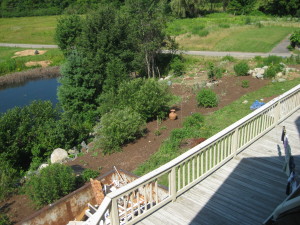 photo of west slope, mulched