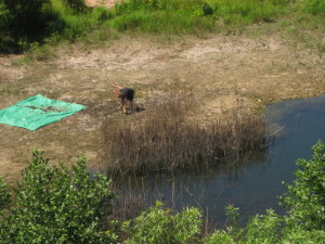 photo of digging