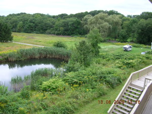 photo of knotweed