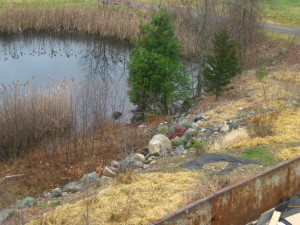 photo of black tarp over knotweed