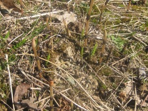 photo of field horsetail